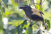 Scytalopus argentifrons